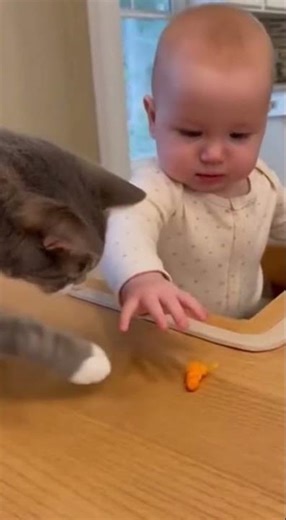 Dog startled by baby fart sound #shorts #dog #cat #cute #baby