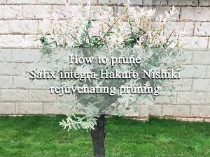 How to trim a flamingo willow tree