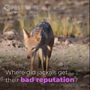 34K views · 1.5K reactions | Where did jackals get their bad...