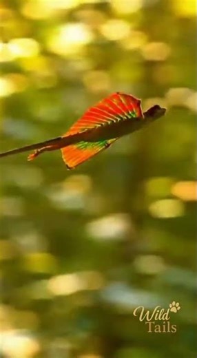 The Gliding Dragon 🐉☀️