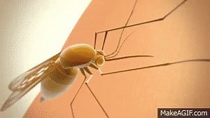 Malaria Lifecycle Animation on Make a GIF