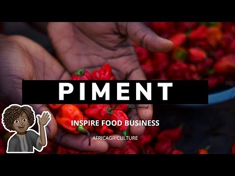 Réussir la culture du piment de A à Z allant de la pépinière à la plantation, le piment pili pili