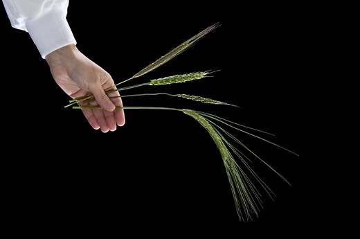 Innovative gene stacks enhance wheat rust resistance