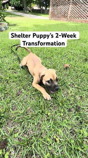 My Foster Puppy With Zero Training Learned All of This in 2 Weeks (From Shelter to Forever Home)