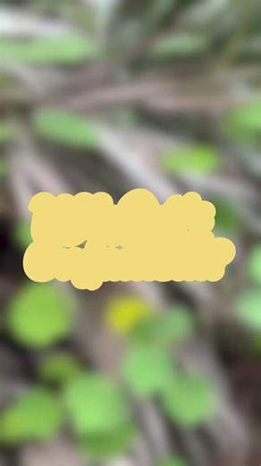 Caesar's Weed is an invasive plant, easily spread by its sticky seeds that cling onto clothes, fur and feathers. Once established, it can quickly outcompete native plants in the area due to its quick growth and ability to form dense thickets. Mitigate the spread of this plant by checking your clothes for seeds after spending time outdoors. Get out and explore! Learn more about our environment by visiting www.stlucieco.gov/erd. #StLucieCounty #WhatsThatOrganism #Nature #Learning #Plants | St. Luc