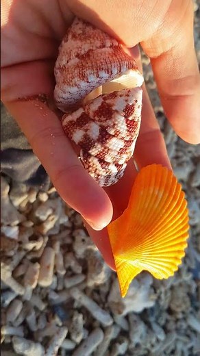 Pick Up Shells With Robin - Ez34