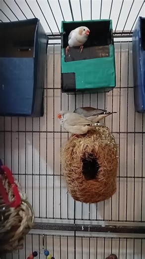 Explore Finches: Nature's Vibrant Birds