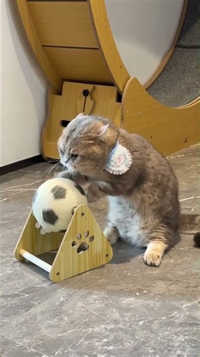 Product Link in Bio ( # 3319 ) ✅ Mini Football Cat Exercise Training Toy Stand
