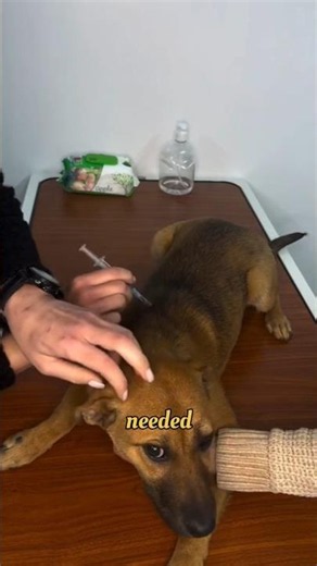 Why Is This Dog Getting a Vaccine Shot?😱