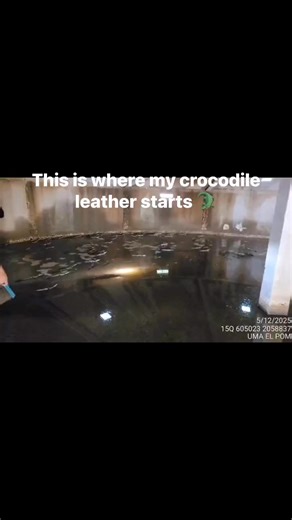 14 reactions | From the farm to my tannery, I know every step of this leather’s journey.Certified Moreletii crocodiles, raised under strict wildlife regulations – that’s the only way I work. 懶#TexasExotic #CrocodileLeather | Linama Texas Exotic | Facebook