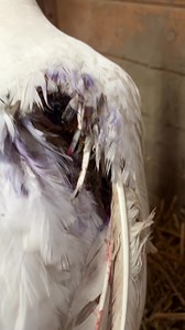 5.5K views · 472 reactions | RESCUE ALERT We need you, Barn Fam....