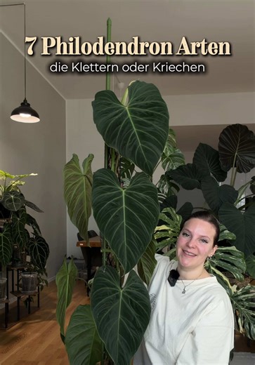 Ich zeig euch in diesem Video 7 Philodendron Arten und sag euch auch ob diese kletternd oder kriechend wachsen 🪴 Habt ihr einen Philodendron aus dem Video ? Zeigt ihn doch gern mal in den Kommentaren 🫶🏼 . Insta: kerstinplants #pflanzen #plant #zimmerpflanzen #philodendron