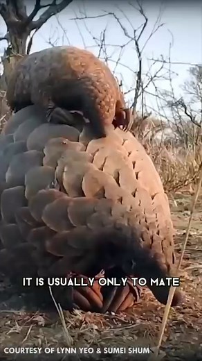 Pangolin 🦔 One Of The Cutest And Most Exotic Animals In The World #pangolin #pangolins #pangolinconservation #anteater #anteaters #mammal #keratinscales #pangolino #wildanimal #exoticanimal | 1 Minute Animals