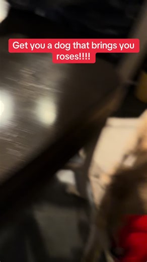 Adorable Golden Retriever Puppies That Melt Your Heart