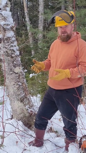 Tree Cutting Safety 🌳