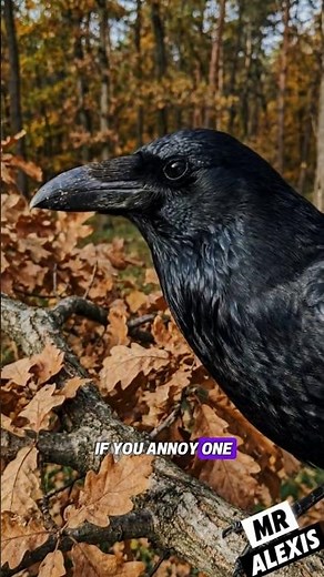 The Crow: The Smartest Bird in the World