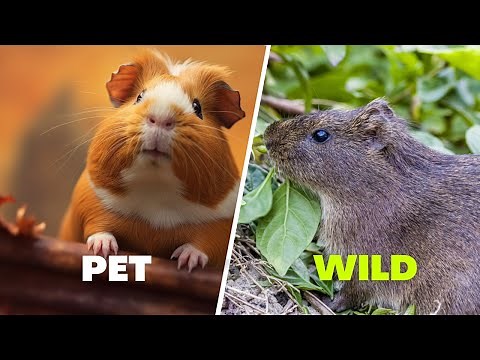 Wild Guinea Pigs Vs Pet Guinea Pigs