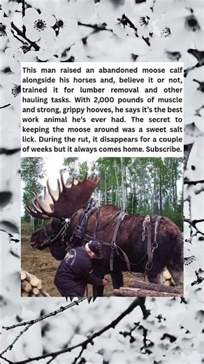 Minnesota Man Trains Moose For Logging Work