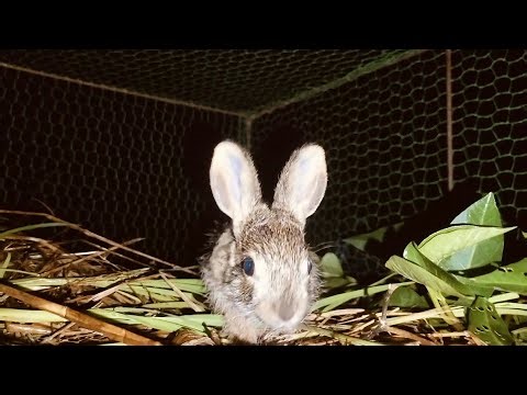 Is it good to raise wild rabbits?
