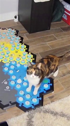 We all have to own up to a mistake every now and then - we're glad that @elsiewants seems perfectly capable of doing so 😁 #fluentpet