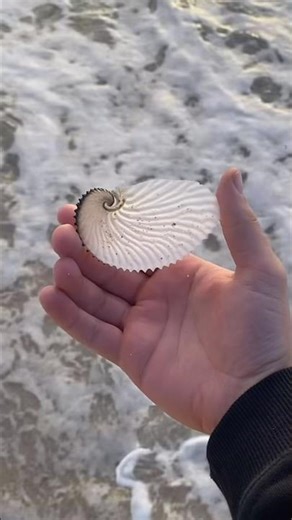 Something crazy happened this morning. The rarest shell she’s found. #nautilus #seashell #ocean ￼