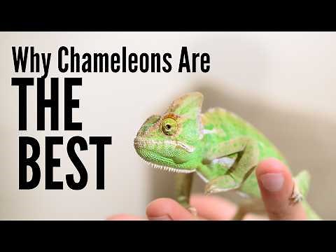 What Makes Chameleons the BEST Pets for Animal Lovers in 2025?