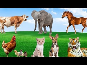 Compilation of Animal Sounds - Elephant, Tiger, Horse, Chicken, Cow, Cat, Dog - Adorable Animals