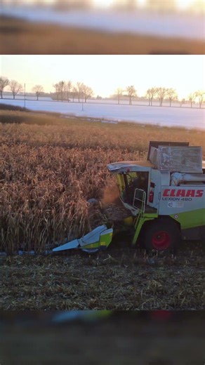 Żniwa Kukurydzy W Śniegu! MHR Henryków W Kobierzycach