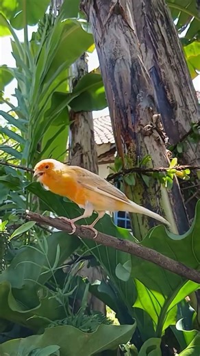Domestic Canary singing. #birds #birdsinging #birdvideo #viral #reels #nature #naturelovers #animals