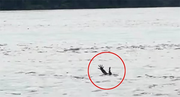 Crocodile's odd behaviour sparks eerie new theory