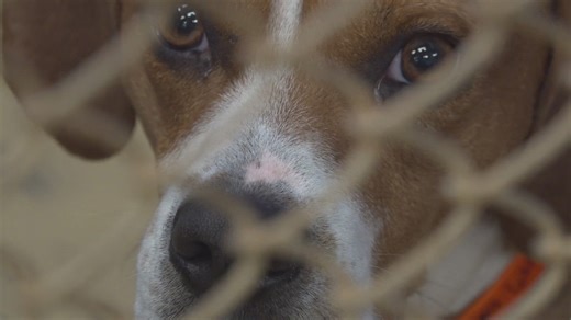 An animal neglect case has the attention of investigators in Blount County