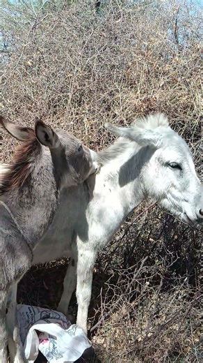 Donkey Metting 🤣😱#viral #shortvideo #1millionsubscribers