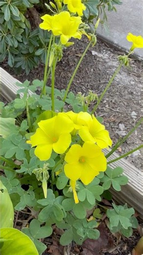 Bermuda buttercup (Oxalis pes-caprae) #flowers #garden #hardyplant