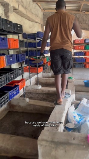 Different stages of the maggots you can start feeding to animals | Bempet Organic Farm