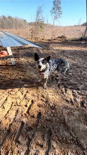 Timber Frame DIY pt 2 No more Timmy leg. #timberframe #diybuild #Carpentry #diyconstruction