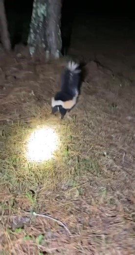 ￼ poof 🥺 #cat#foryou#dog#fyp#georgia#258 #fblifestyle | Yoink guy