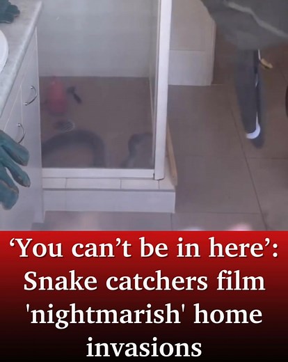 Snake catchers have shared terrifying vision of venomous snakes inside Qld homes. https://bit.ly/3LUTU4I | Noosa News
