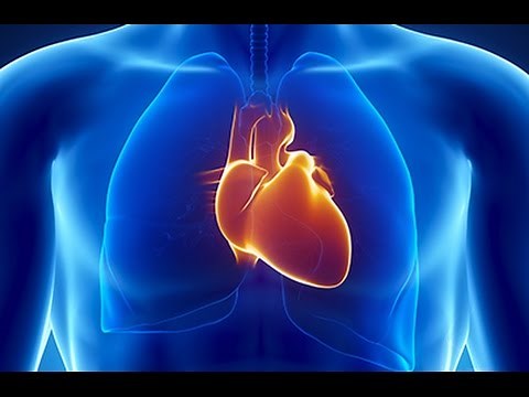 Is Cardiovascular Disease Really Linked to a High-fat Diet?