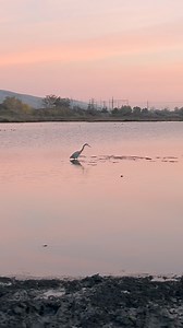 Sunset is still my favorite color. Coyote Creek Trail. San Jose. California. #SunsetViews #relaxingvideos #sunset #birdwatching. | Tuananh Le