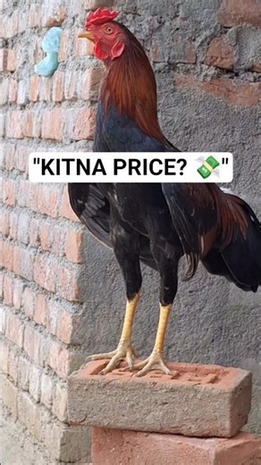 ​Kitne mein bikega ye murga? 💰 Comment mein guess karo!