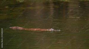Duck-billed platypus - Ornithorhynchus anatinus, strange water marsupial with duck beak and flat fin tail swimming in lake, egg-laying mammal endemic to eastern Australia and Tasmania.