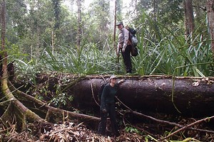 Peatland drainage in Southeast Asia adds to climate change