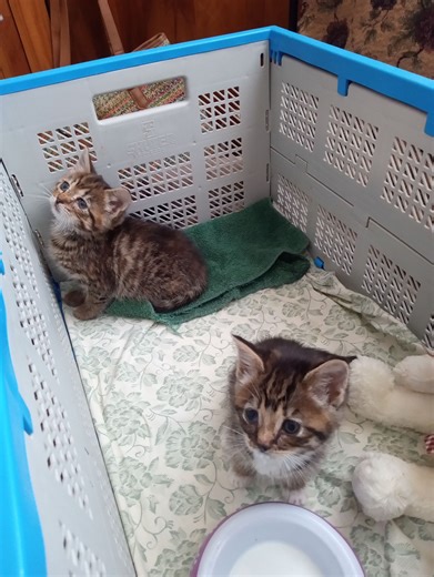 Concerned Kutztown Residents - UNCENSORED | Two weeks ago in freezing cold these two showed up on my porch hoping to find them a good home | Facebook