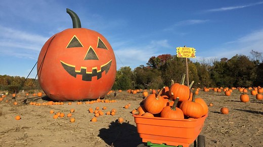 Pumpkin picking in NJ: Here are 13 farms near you for hayrides, corn mazes and more
