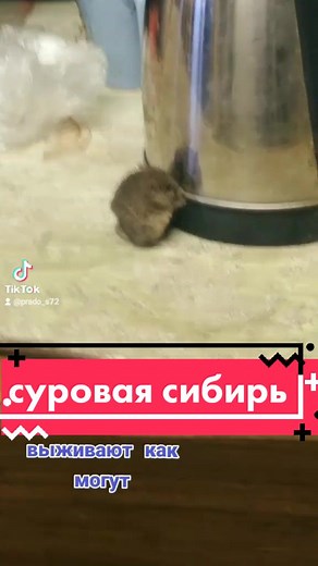 суровые сибирские условия #топ #сибирь #мышь #tiktok #2022 #тюмень