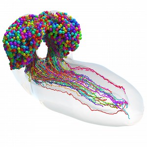 Complete synaptic-resolution connectome of an insect larval brain - MRC Laboratory of Molecular Biology