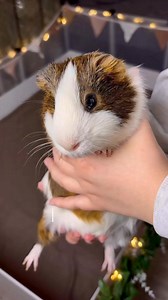 Now they have two tunnels 👏🏻 #guineapigs #asmr #dailyroutine #guineapigsetup #cleaningcage #guineapiglife #cuteguineapig #guineapigsofinstagram | Guinea Pig