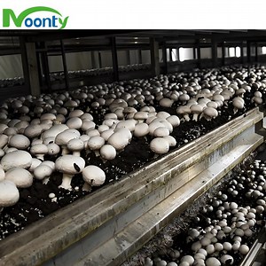 [Hot Item] Factory Smart Farm Oyster Container Greenhouse Shipping Container Mushroom Grow Room