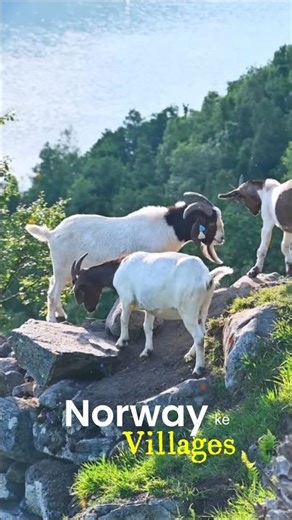 Life in a Beautiful Norway Village | Scenic Nordic Countryside #Shorts