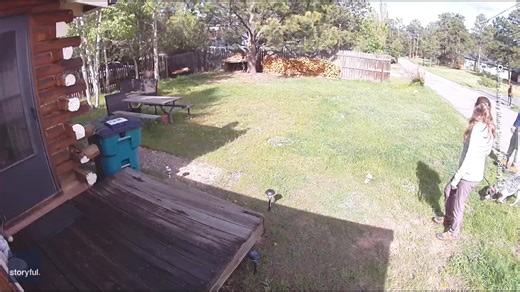 CCTV footage captured the heart-racing moment a couple casually walking their dogs narrowly escaped a protective cow elk charging at them near Rocky Mountain National Park, sending them scrambling inside for safety. | Breitbart